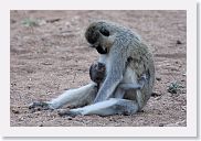 18TarangirePMGameDrive - 49 * Vervet monkey and baby.